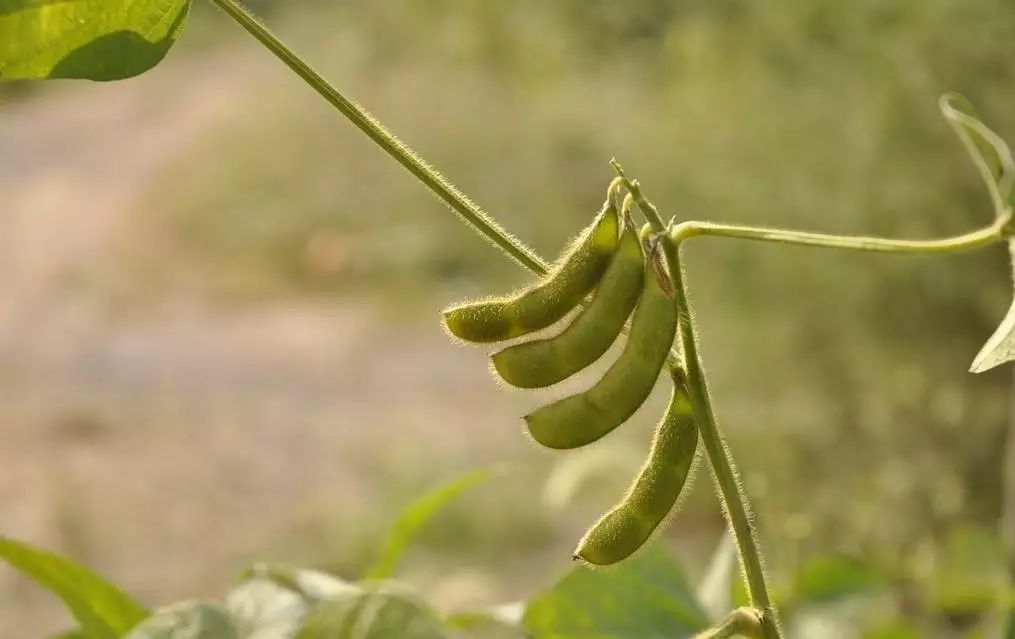 中医补钙(中医补钙用什么中药)-硒宝网