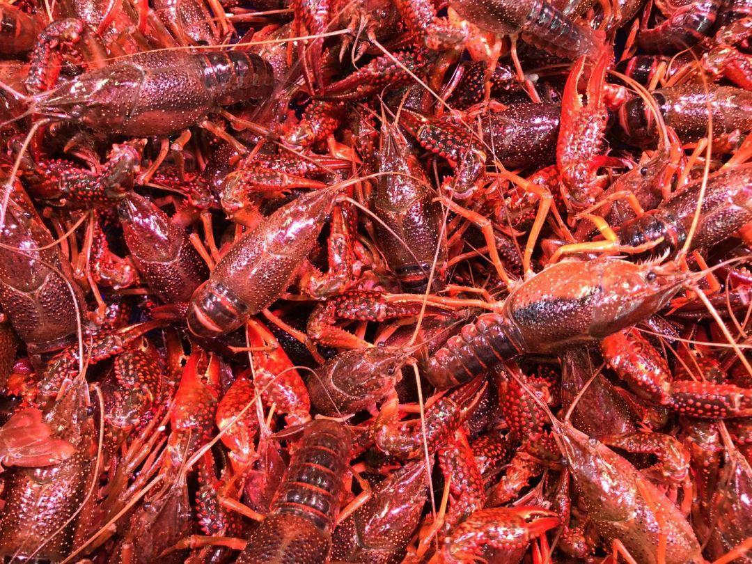 虾补钙吗（虾补钙么）-硒宝网