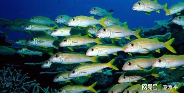 酸奶   补钙（酸奶补钙好还是纯牛奶补钙好）-硒宝网