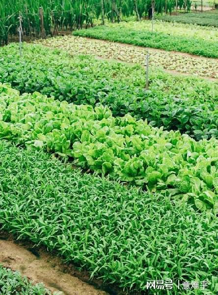 酸奶   补钙（酸奶补钙好还是纯牛奶补钙好）-硒宝网