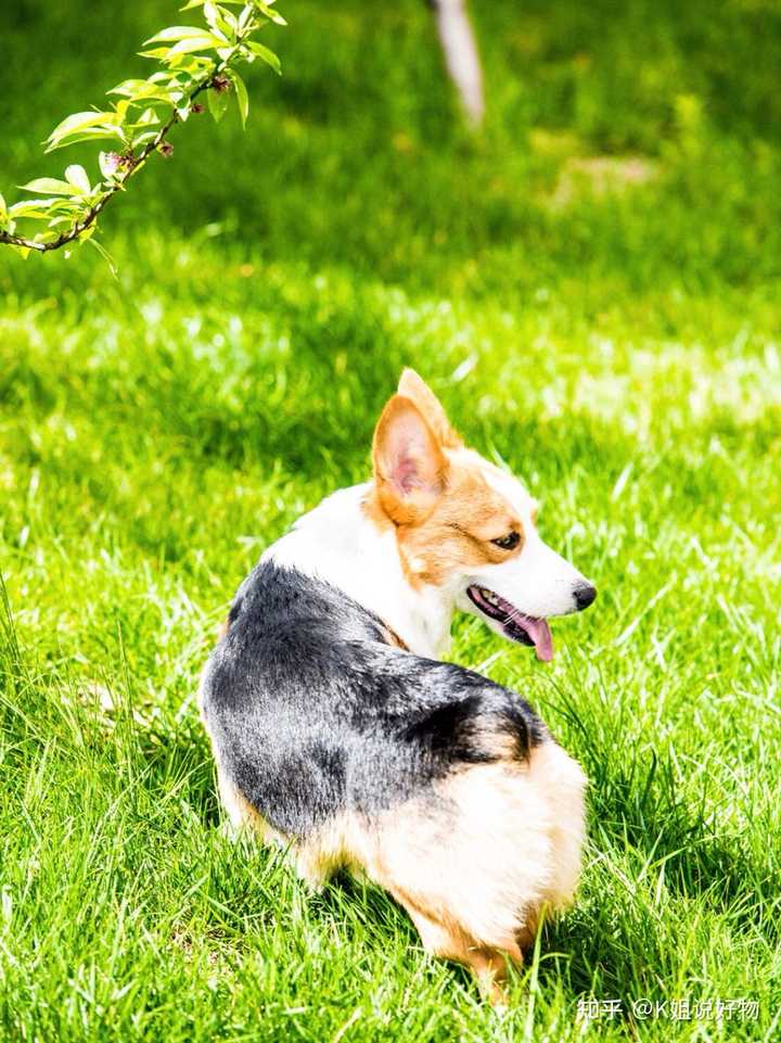 狗狗吃微量元素的作用(狗狗微量元素是补什么的)-硒宝网