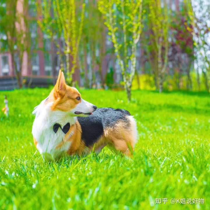 狗狗吃微量元素的作用(狗狗微量元素是补什么的)-硒宝网