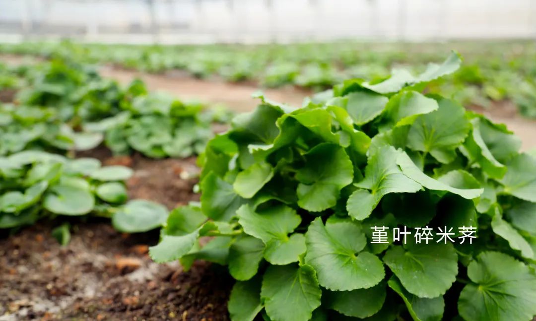 亚硒酸钠片是补硒吗（亚硒酸钠片是补硒吗）-硒宝网