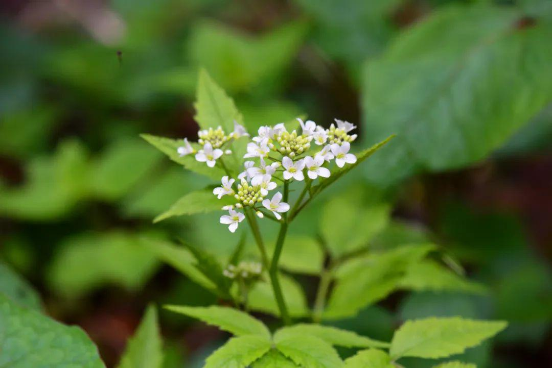 亚硒酸钠片是补硒吗（亚硒酸钠片是补硒吗）-硒宝网