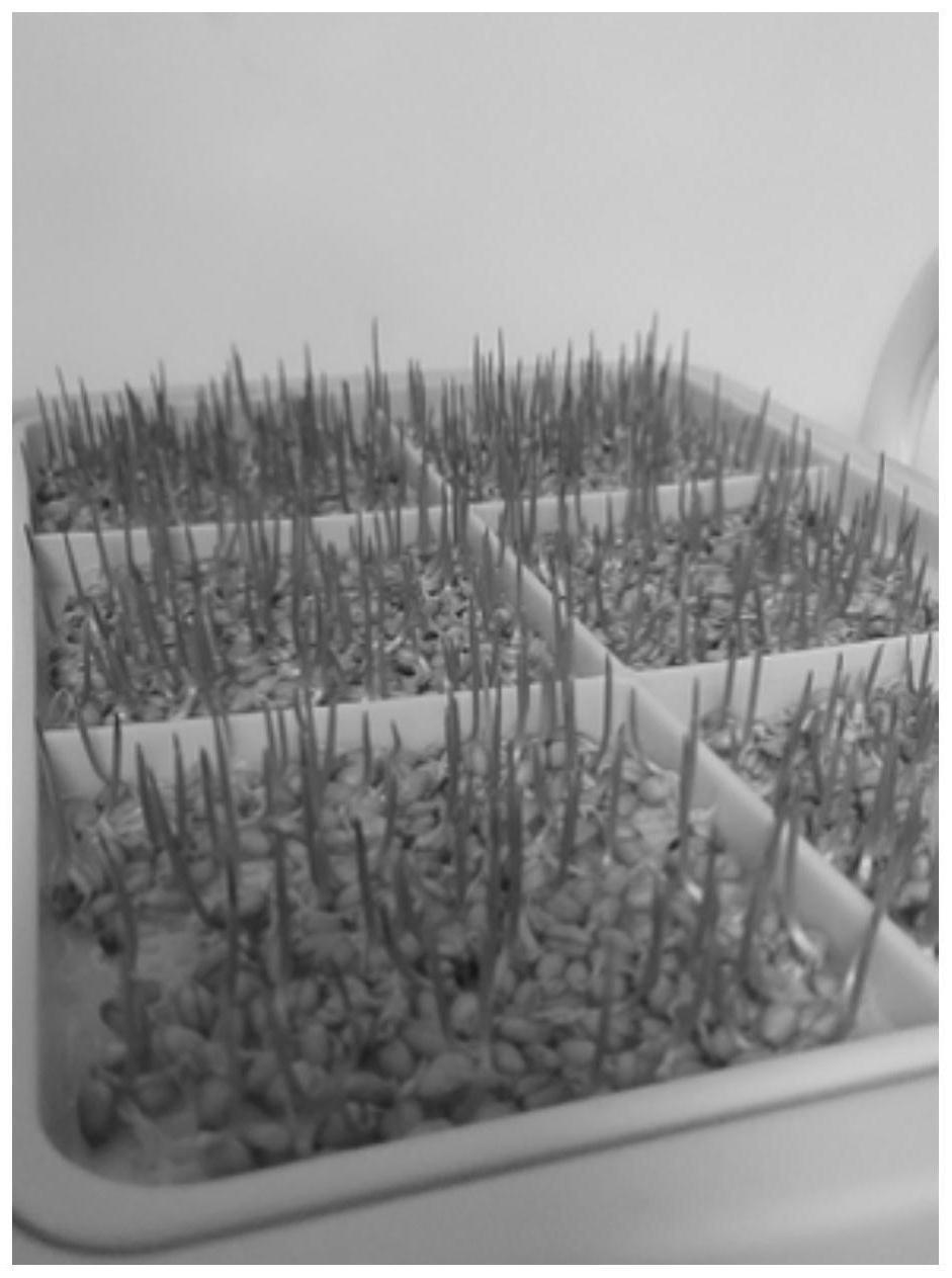 富硒麦芽粉能补硒吗(补硒麦芽有用吗)-硒宝网