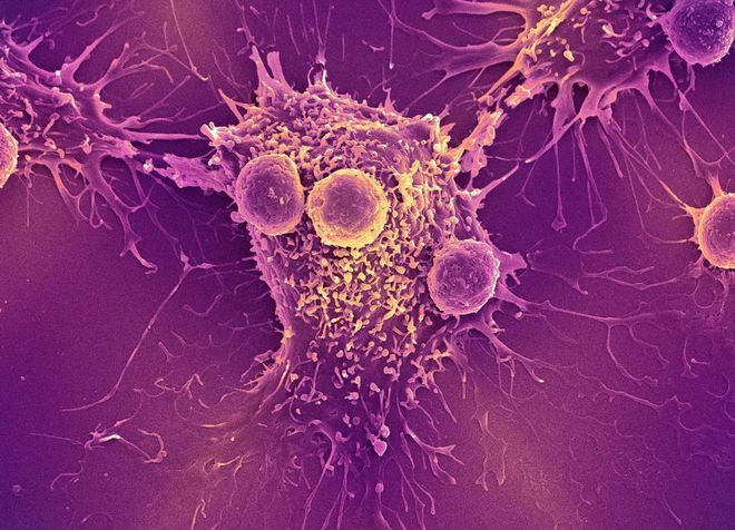 补硒是吃硒酵母片吗（硒酵母补片吃是饭前吃吗）-硒宝网