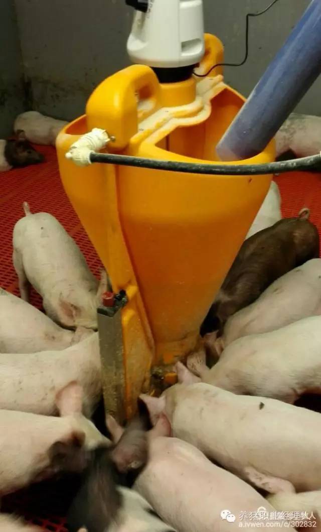 出生仔猪补硒补多少(新生小猪补硒补多少)-硒宝网