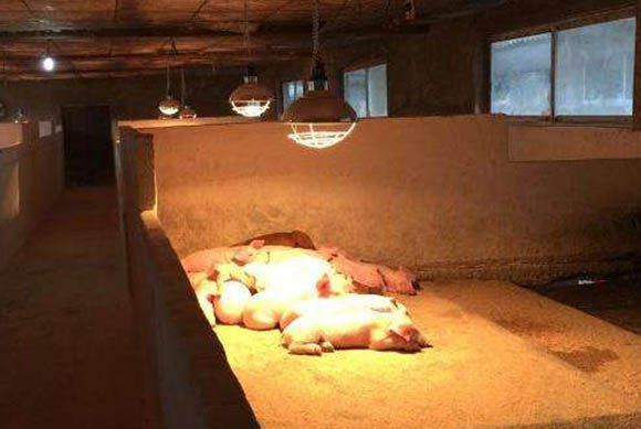 出生仔猪补硒补多少(新生小猪补硒补多少)-硒宝网