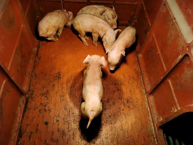 出生仔猪补硒补多少(新生小猪补硒补多少)-硒宝网