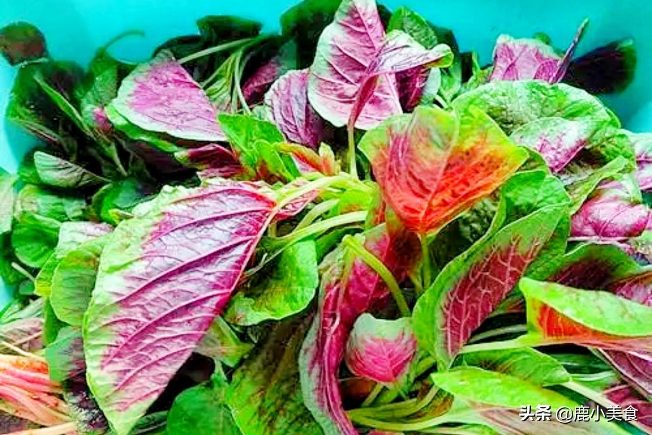 什么蔬菜补钙（蔬菜补钙排名）-硒宝网