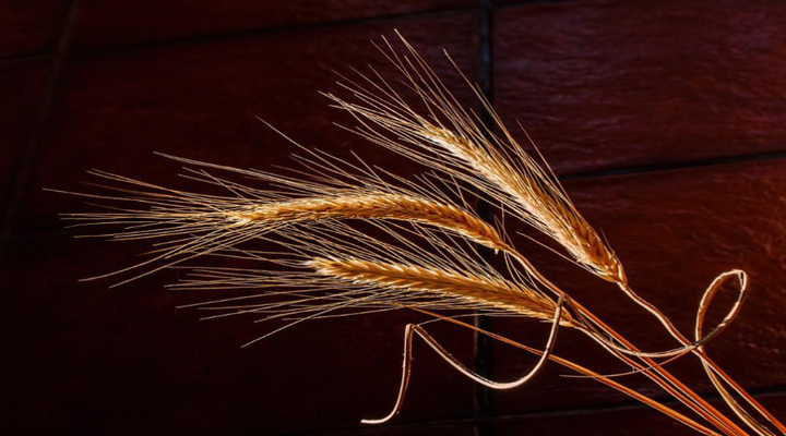 老人如何补钙（补钙老人吃什么牛奶好）-硒宝网