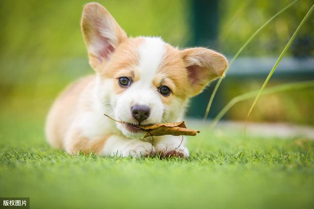 狗狗补钙(狗狗补钙吃什么好)-硒宝网