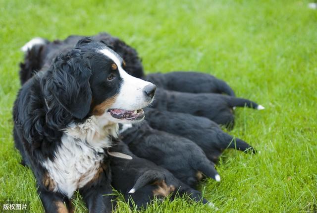 狗狗补钙(狗狗补钙吃什么好)-硒宝网