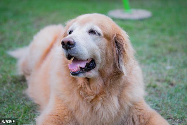 狗狗补钙(狗狗补钙吃什么好)-硒宝网
