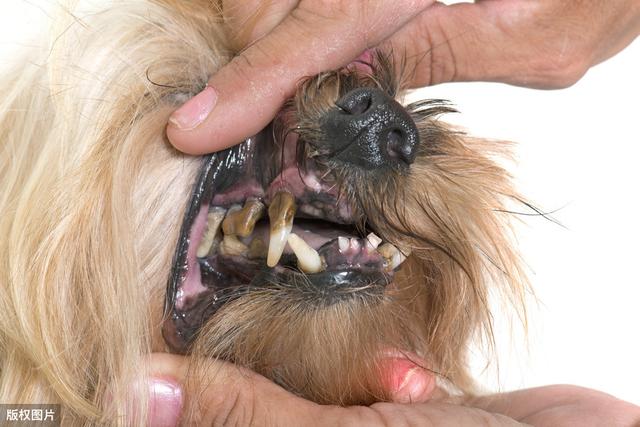 狗狗补钙(狗狗补钙吃什么好)-硒宝网