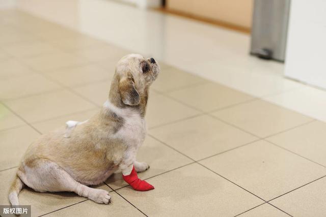 狗狗补钙(狗狗补钙吃什么好)-硒宝网