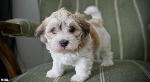 狗狗补钙(狗狗补钙吃什么好)-硒宝网