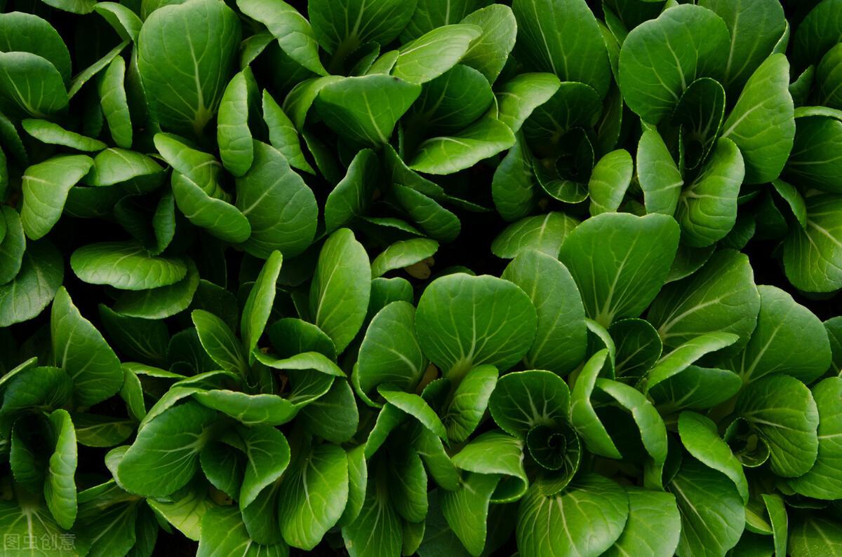 什么蔬菜补钙（吃什么蔬菜补钙）-硒宝网