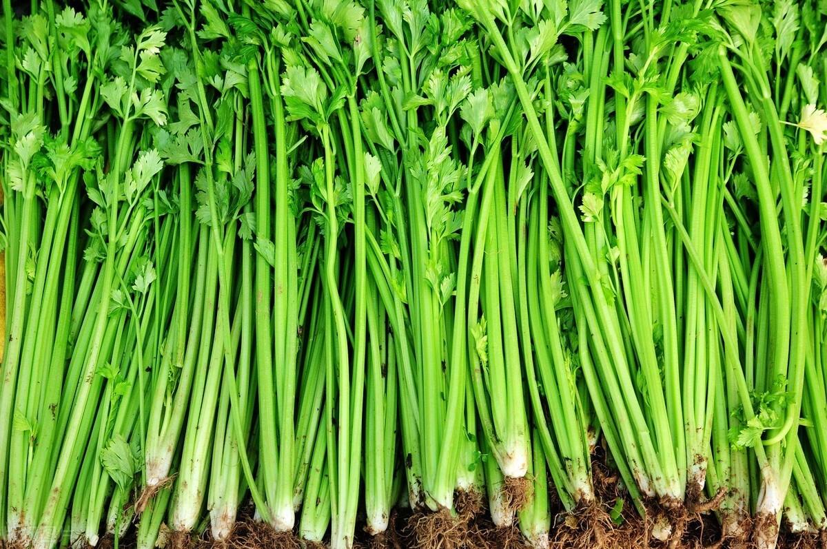 什么蔬菜补钙（吃什么蔬菜补钙）-硒宝网