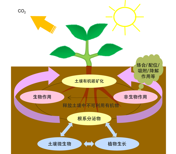 人体补硒会不会补多(人体补硒好吗)-硒宝网