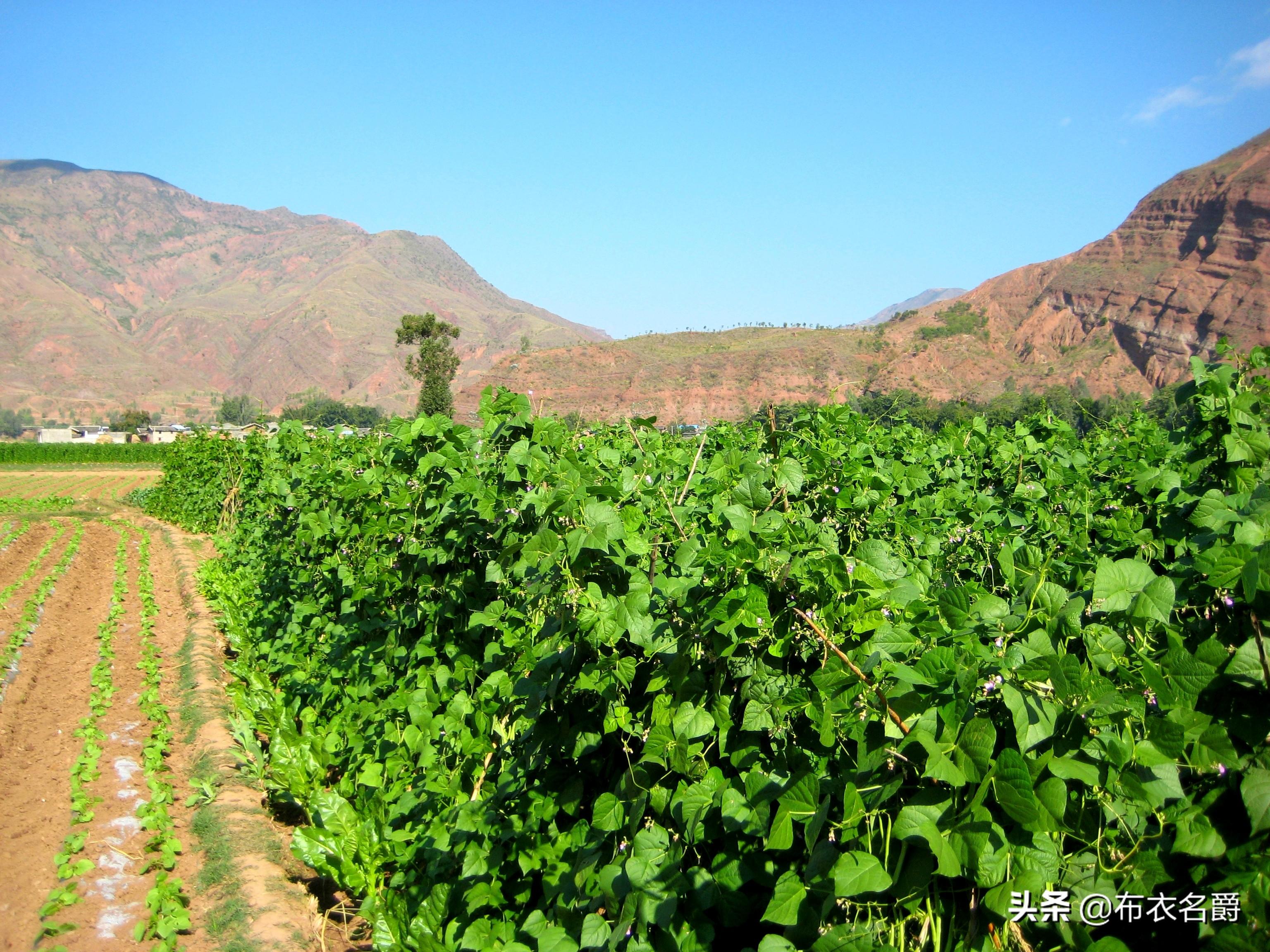 仔猪补硒补多少为宜（小猪补硒多少毫升）-硒宝网