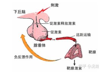 甲减补硒需要补多少(甲减病人为何要补充硒)-硒宝网