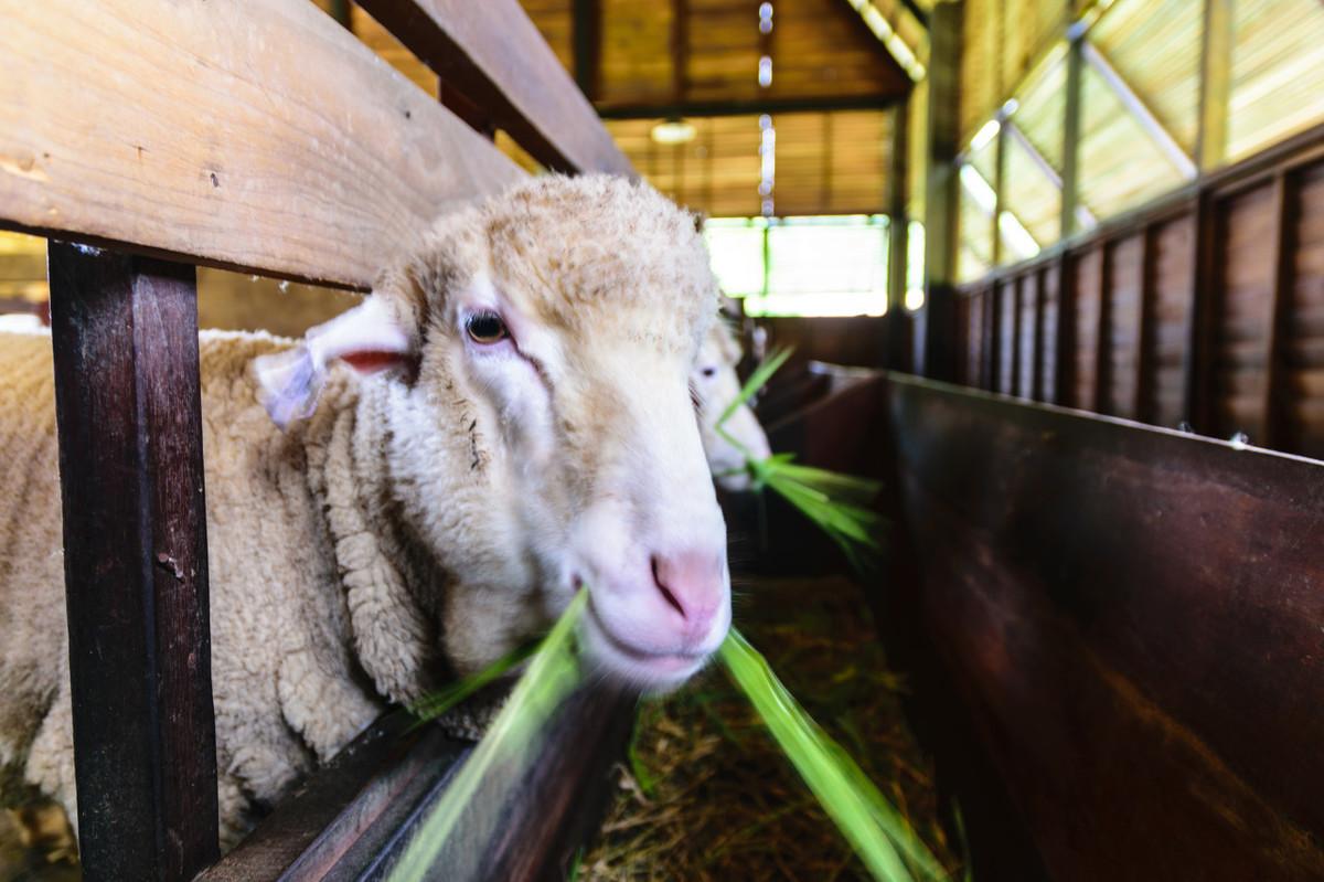 仔猪补硒补多少为宜(仔猪硒中毒怎么办)-硒宝网