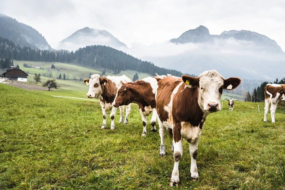 婴儿  补钙（婴儿补钙吃什么最好）-硒宝网