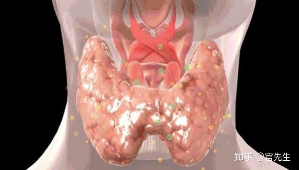 甲状腺补硒 吃什么(甲状腺吃补硒的药)-硒宝网