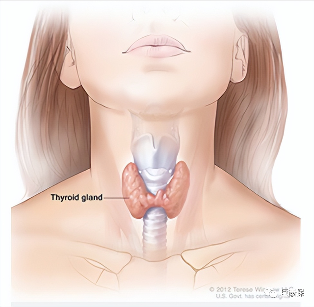 为啥要补硒 甲状腺（甲状腺补硒）-硒宝网