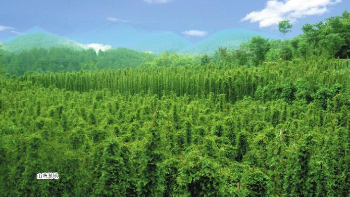 补硒 都有什么品牌(补硒产品哪个牌子好)-硒宝网