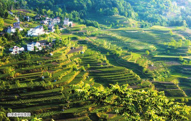 补硒 都有什么品牌(补硒产品哪个牌子好)-硒宝网