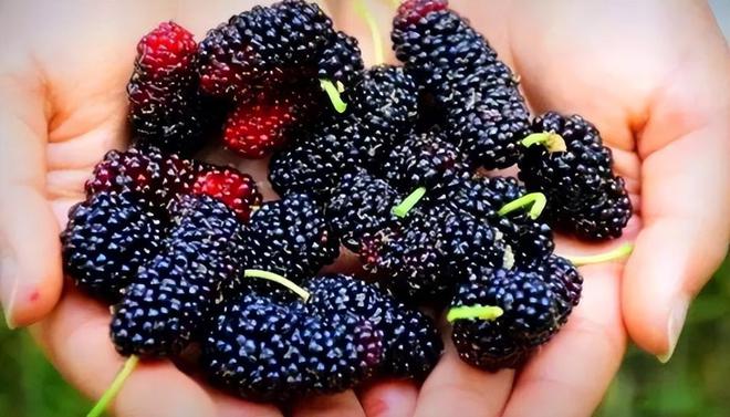 红枣补铁吗（红枣补铁效果好吗）-硒宝网