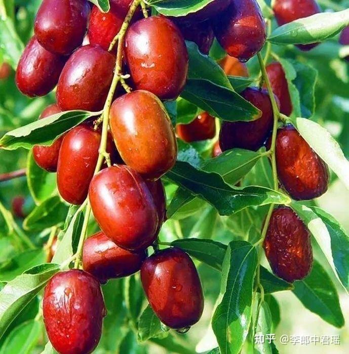 红枣补铁吗（红枣补铁还是补血）-硒宝网