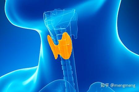 甲状腺不好可以补硒（甲状腺吃硒）-硒宝网