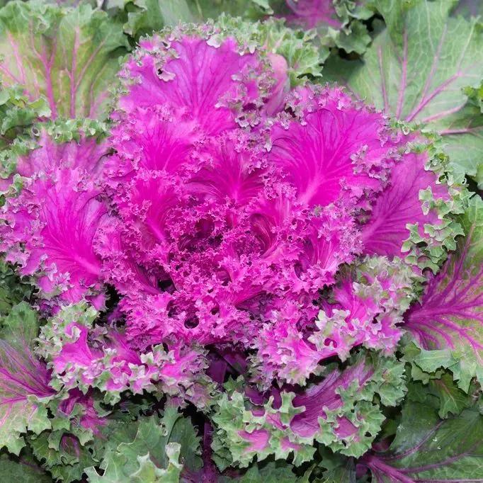 补钙蔬菜前十名（被称为蔬菜中的补钙王）-硒宝网