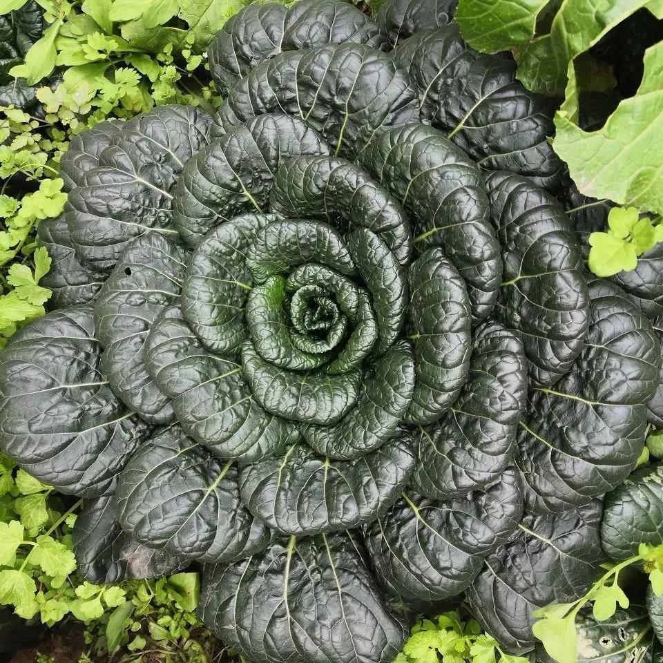 补钙蔬菜前十名（被称为蔬菜中的补钙王）-硒宝网