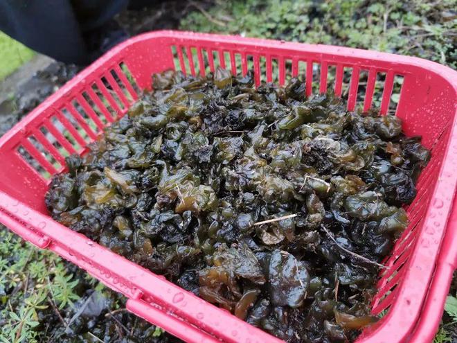 比牛奶还补钙的5种蔬菜(牛奶蔬菜补钙种类有哪些)-硒宝网