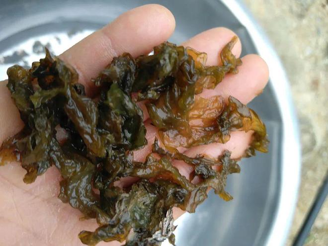 比牛奶还补钙的5种蔬菜(牛奶蔬菜补钙种类有哪些)-硒宝网