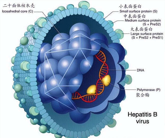 补硒元素清除hpv(补充硒元素对hpv有用吗)-硒宝网
