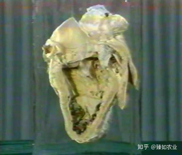 人体补200微克硒(人体补微克硒200克多少钱)-硒宝网