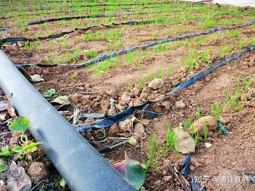 微量元素铜偏高怎么办（微量元素铜高）-硒宝网