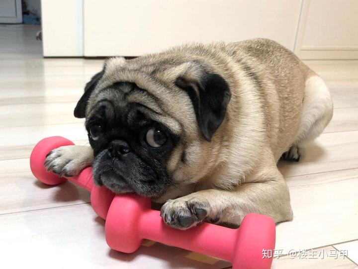 狗狗微量元素（狗狗微量元素的作用和功能）-硒宝网