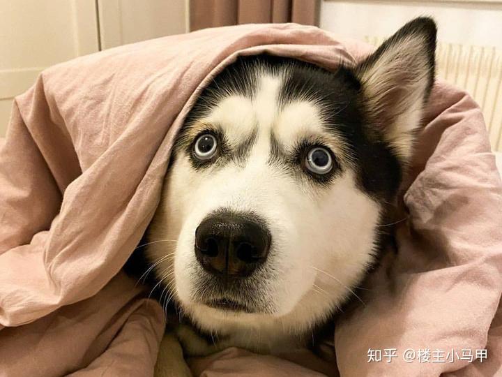 狗狗微量元素（狗狗微量元素的作用和功能）-硒宝网