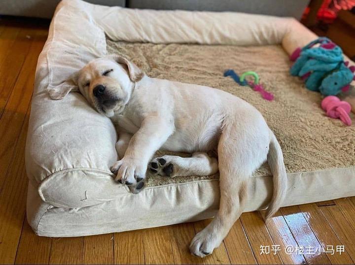 狗狗微量元素（狗狗微量元素的作用和功能）-硒宝网