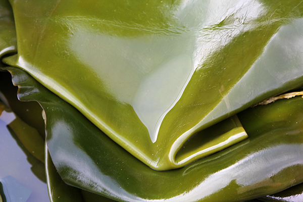 海带补钙（海带补钙吗海带含钙量吗）-硒宝网