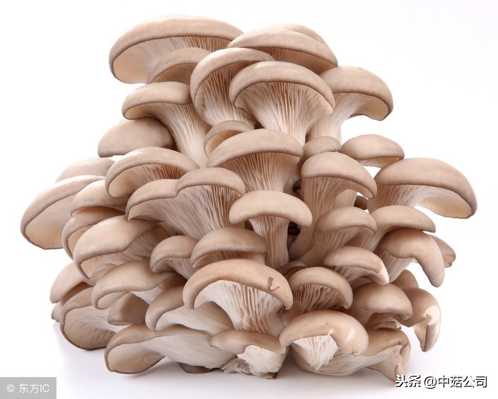 富硒平菇粉和硒补剂（富硒平菇营养料）-硒宝网