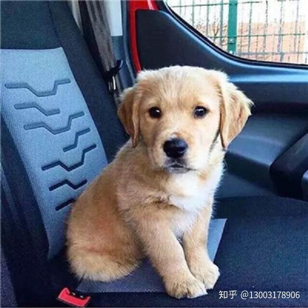 狗狗微量元素(狗狗微量元素哪个牌子好)-硒宝网