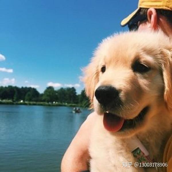 狗狗微量元素(狗狗微量元素哪个牌子好)-硒宝网