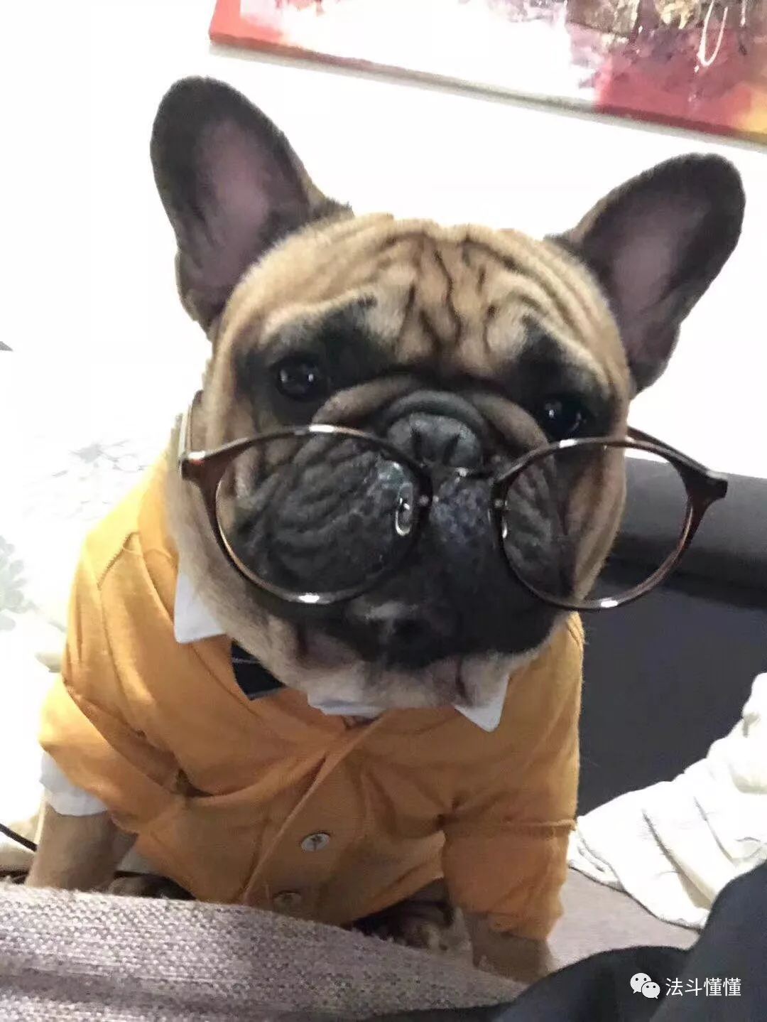 狗狗吃什么补钙最快（狗狗补钙吃钙片还是软骨素好）-硒宝网